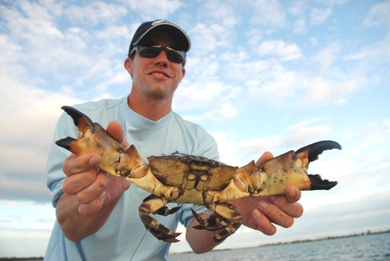 Stone crabs resilient and delicious Leoma Lovegrove